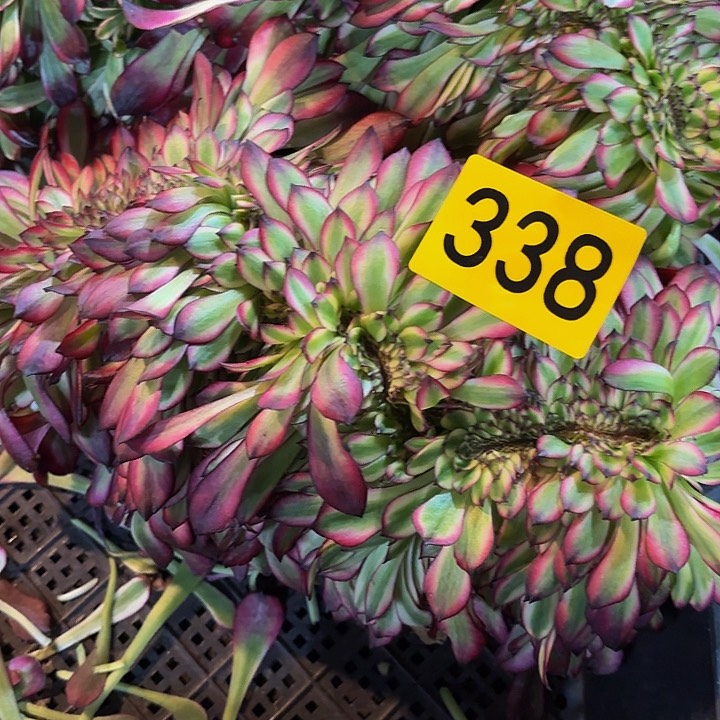 多肉植物福利338