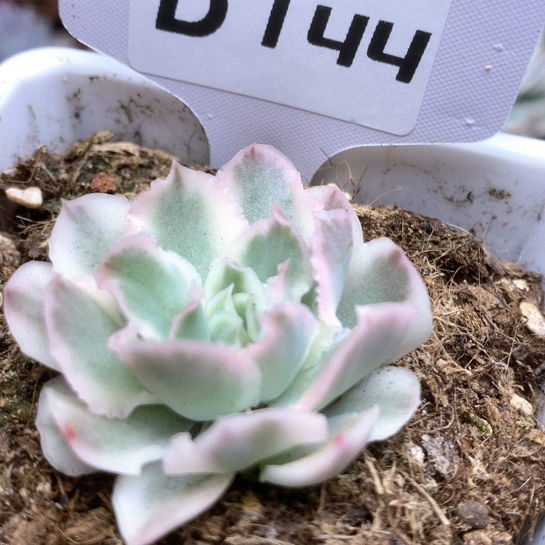 144紫蝴蝶锦锦锦锦锦