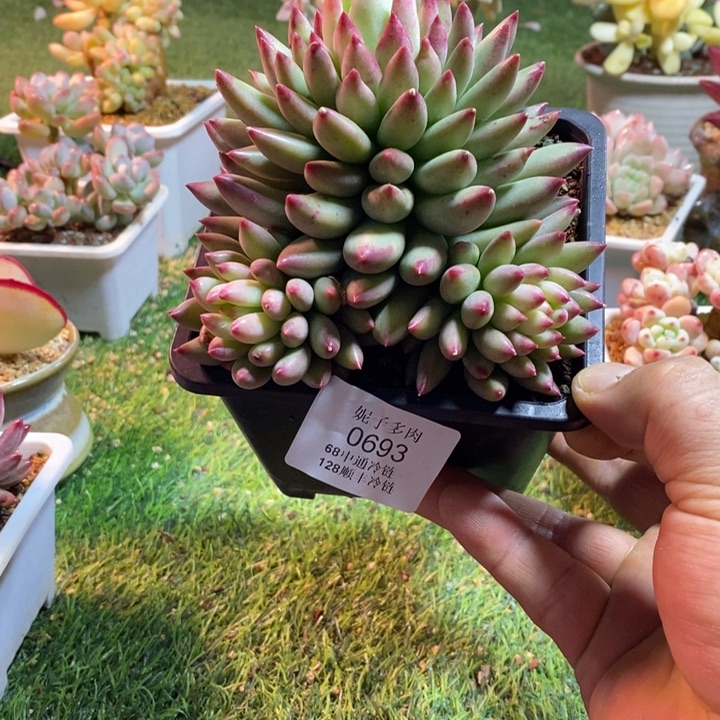 0683啊啊啊啊啊啊啊啊啊啊