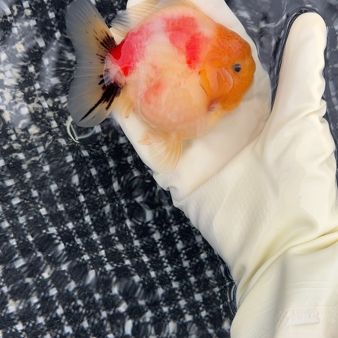 金鱼包邮185288888