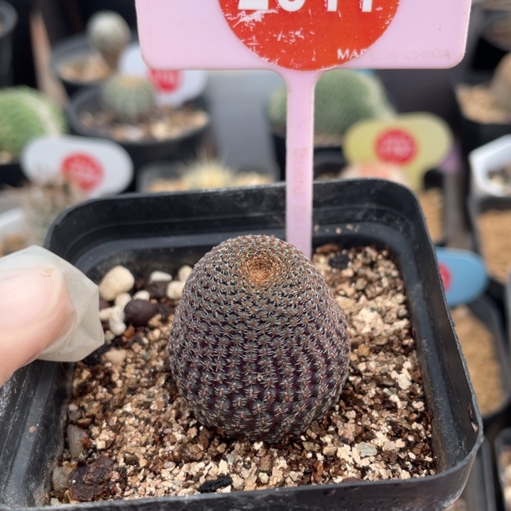 自根黑斜子281100000000