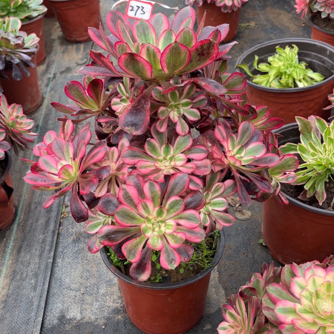 273多肉植物丽娜大捧花老桩