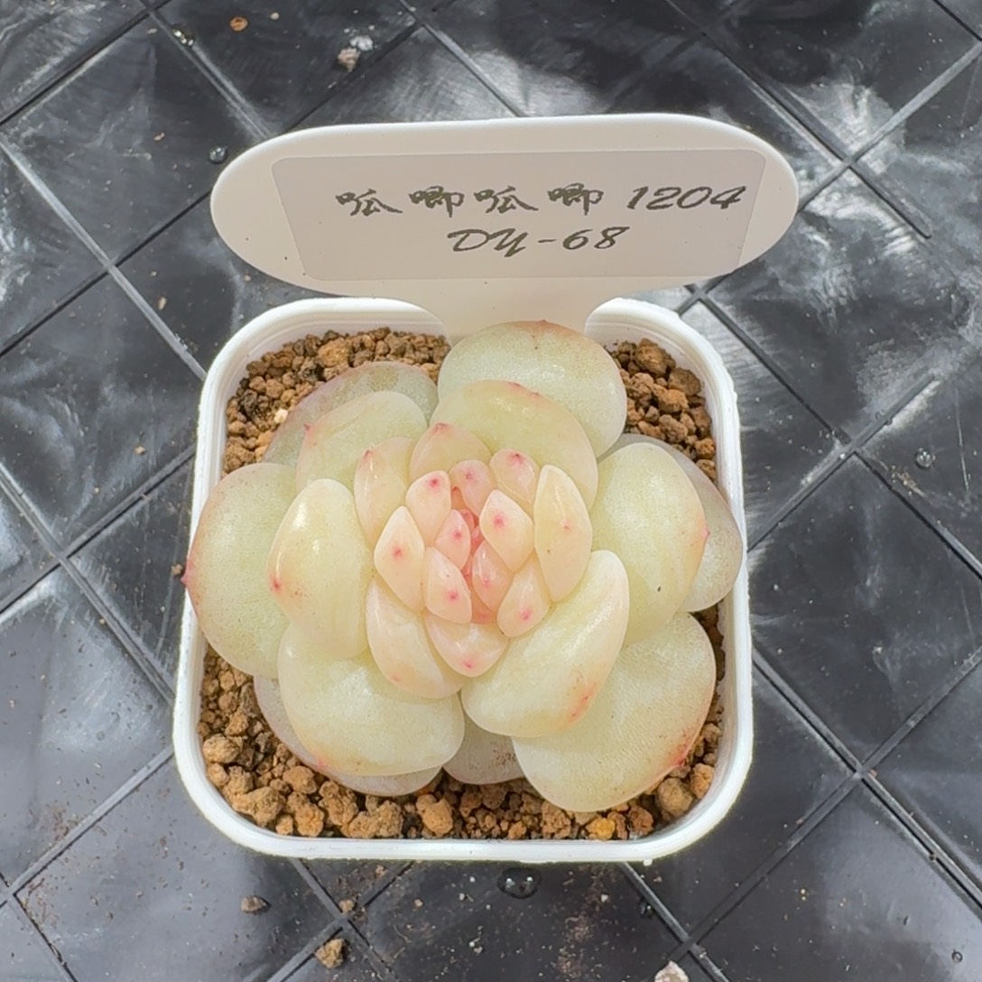 1204-68-春日桃桃缀