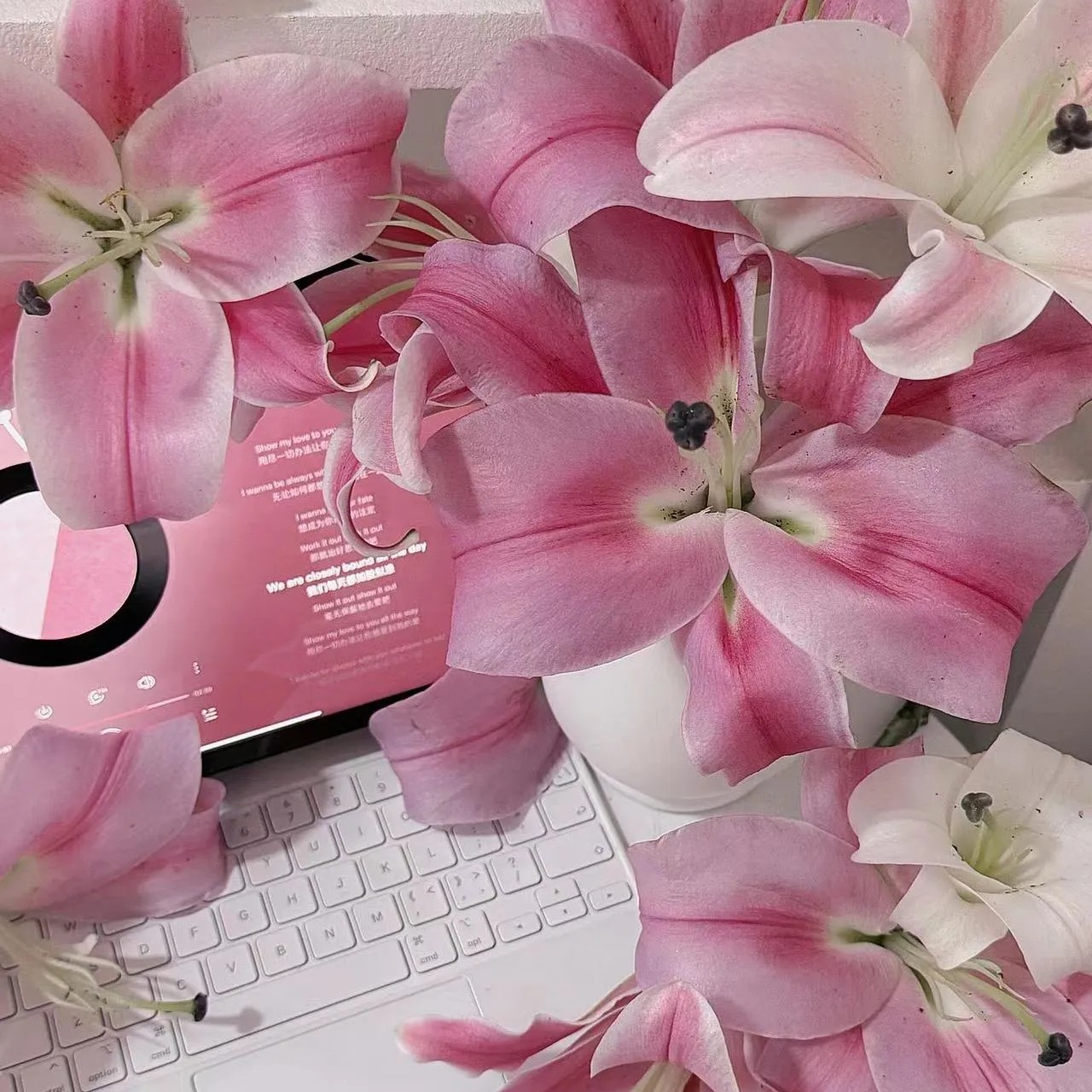 【福利 索尔邦+星光】粉色香水百合 不售后  不售后