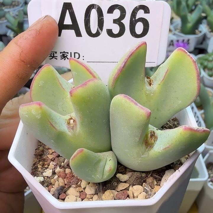 036。满38包邮肉锥