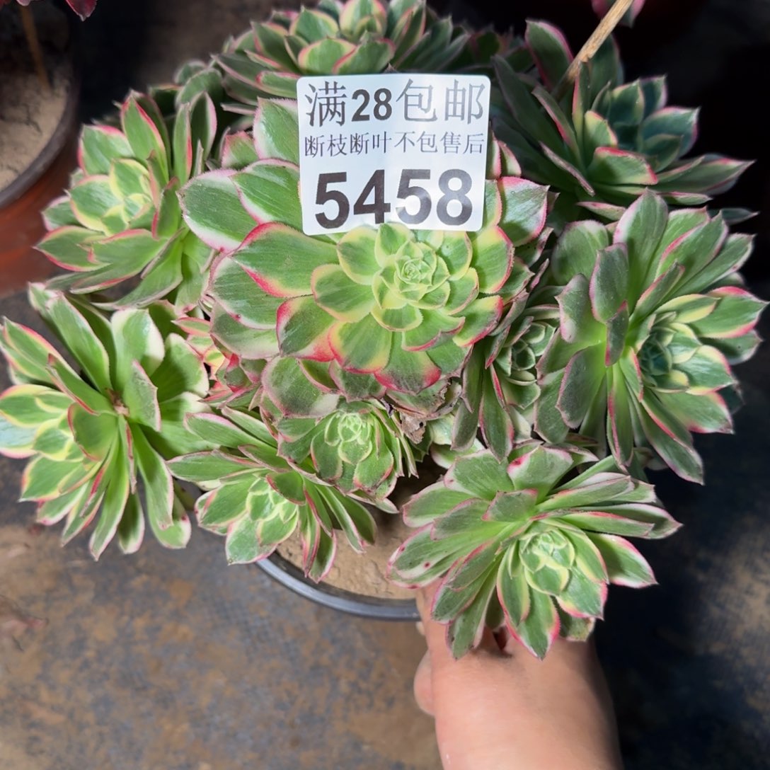 5458海王多肉植物