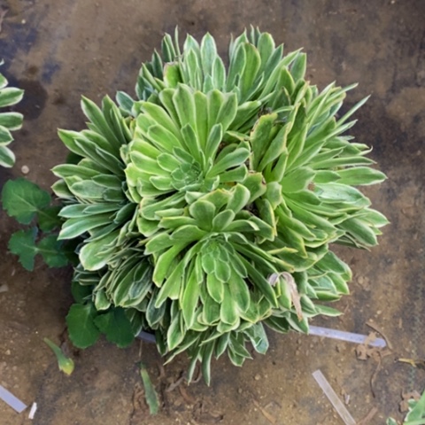 碧浪多肉植物2820