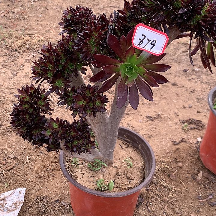 黑缀多肉植物879