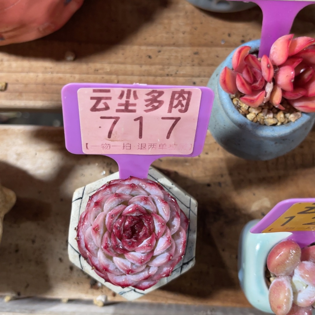 云尘多肉一物一拍不含盆717，