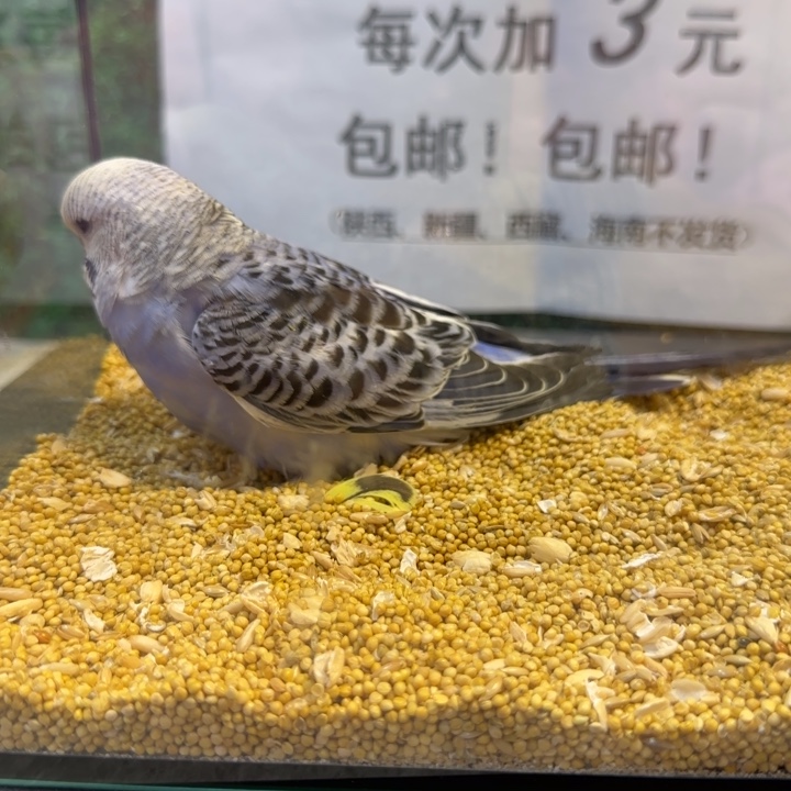 虎皮鹦鹉大头虎皮鹦鹉