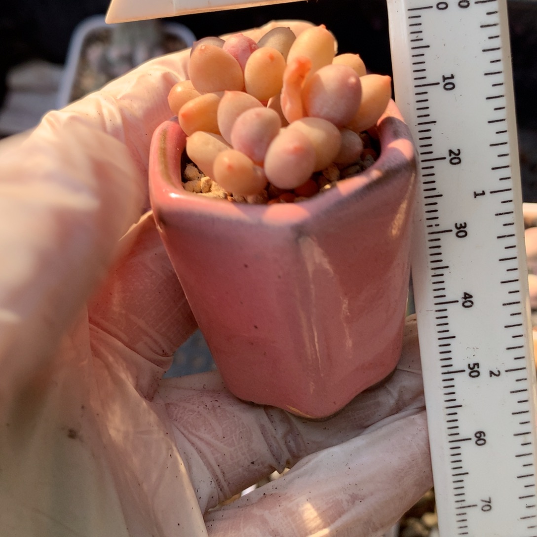 彩虹奶酪多肉彩虹奶酪