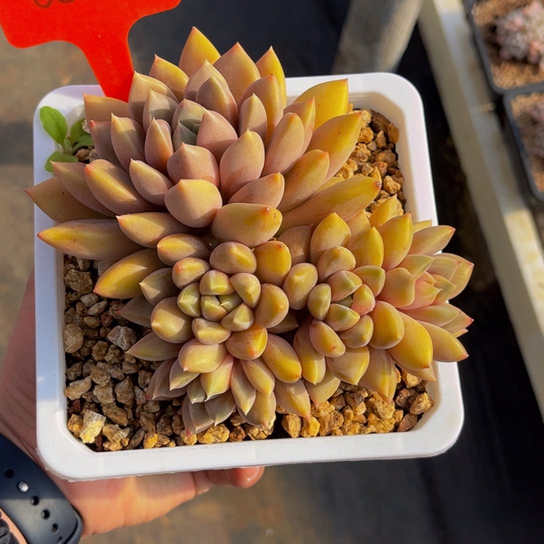 0032号上午多肉植物群生多肉