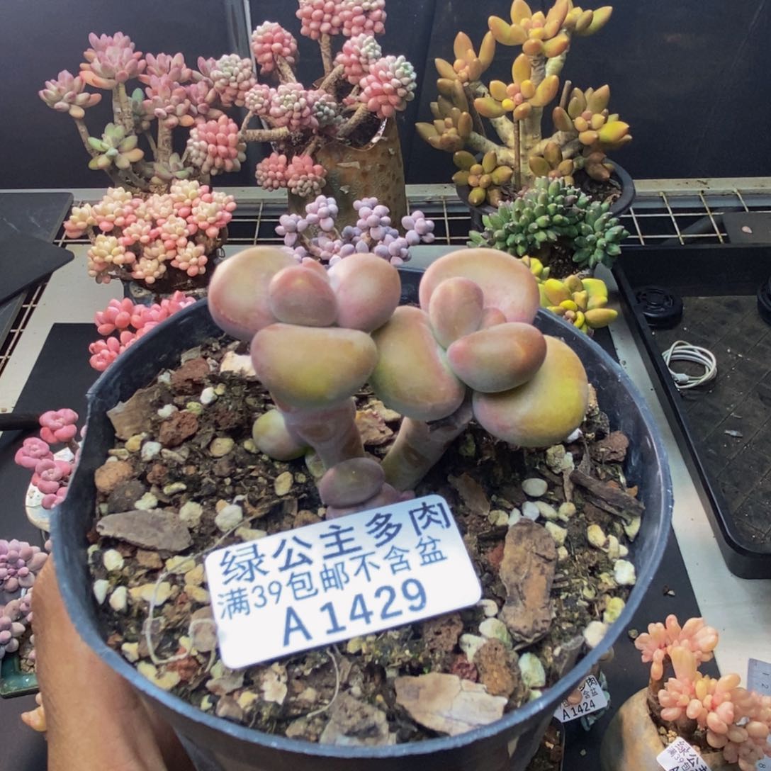 429芒果奶kk奶多肉5c m
