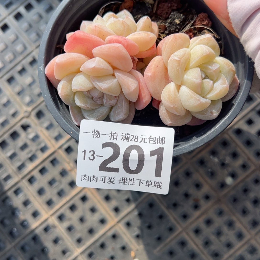 白底冰玉多肉多肉多肉多肉