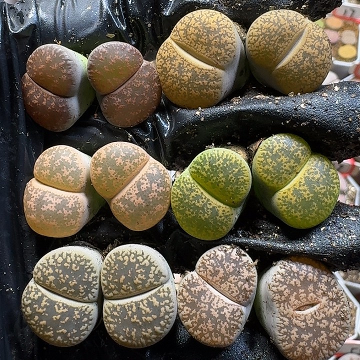 生石花1111111。   232