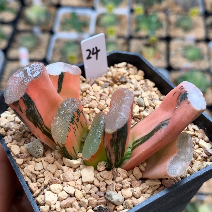 【闪购商品】24赤斑