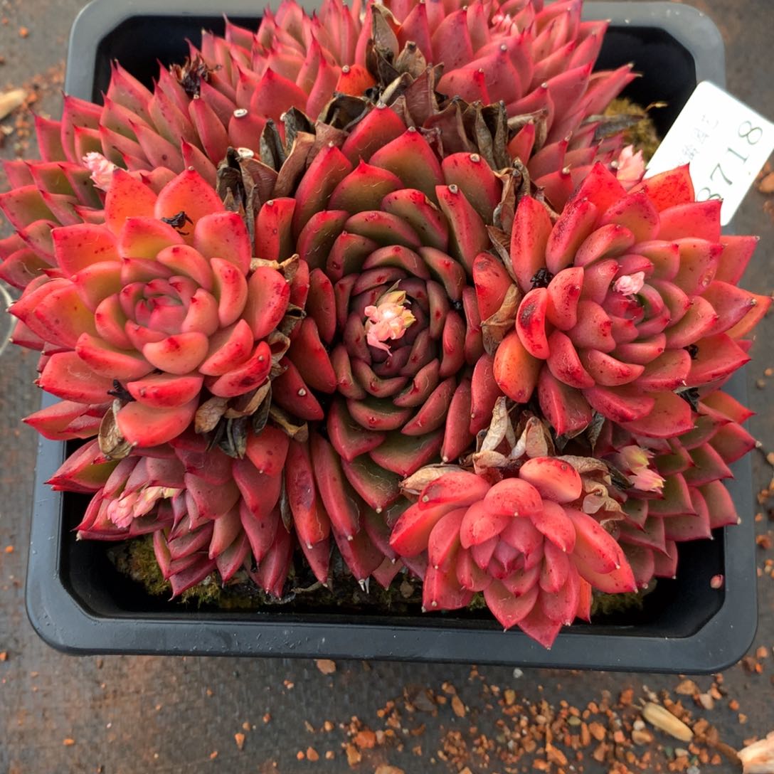 8718杂交多肉老桩