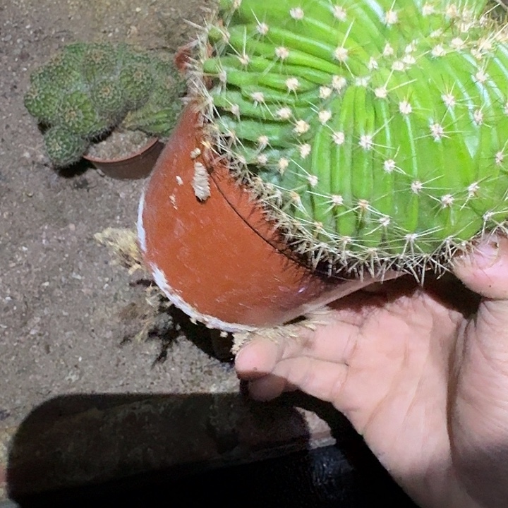 周***姐无花朵彩草哈哈哈哈哈哈哈