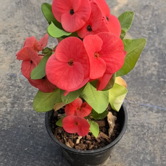 j***哥完全开放甜蜜女孩直播间一物一拍