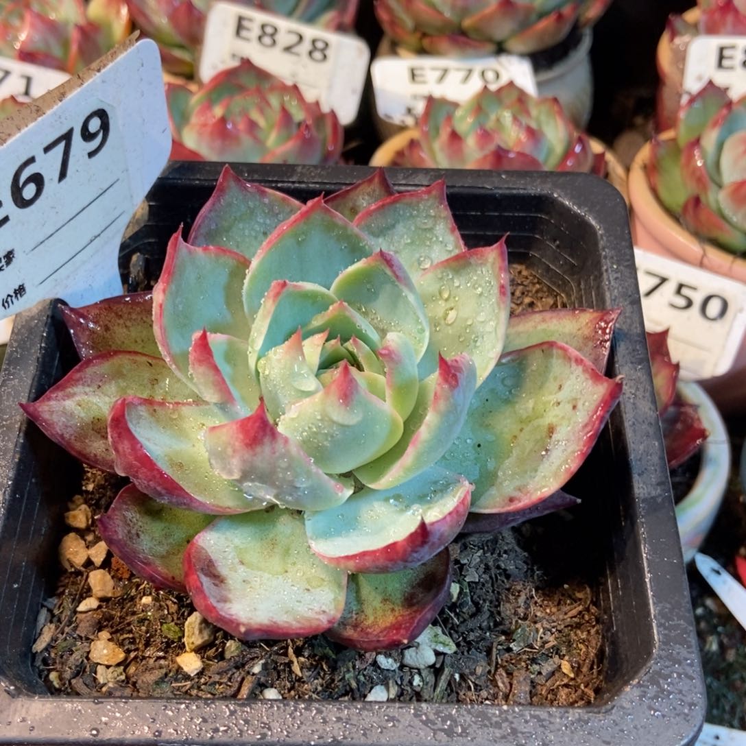 惊鸿一瞥679号楼多肉