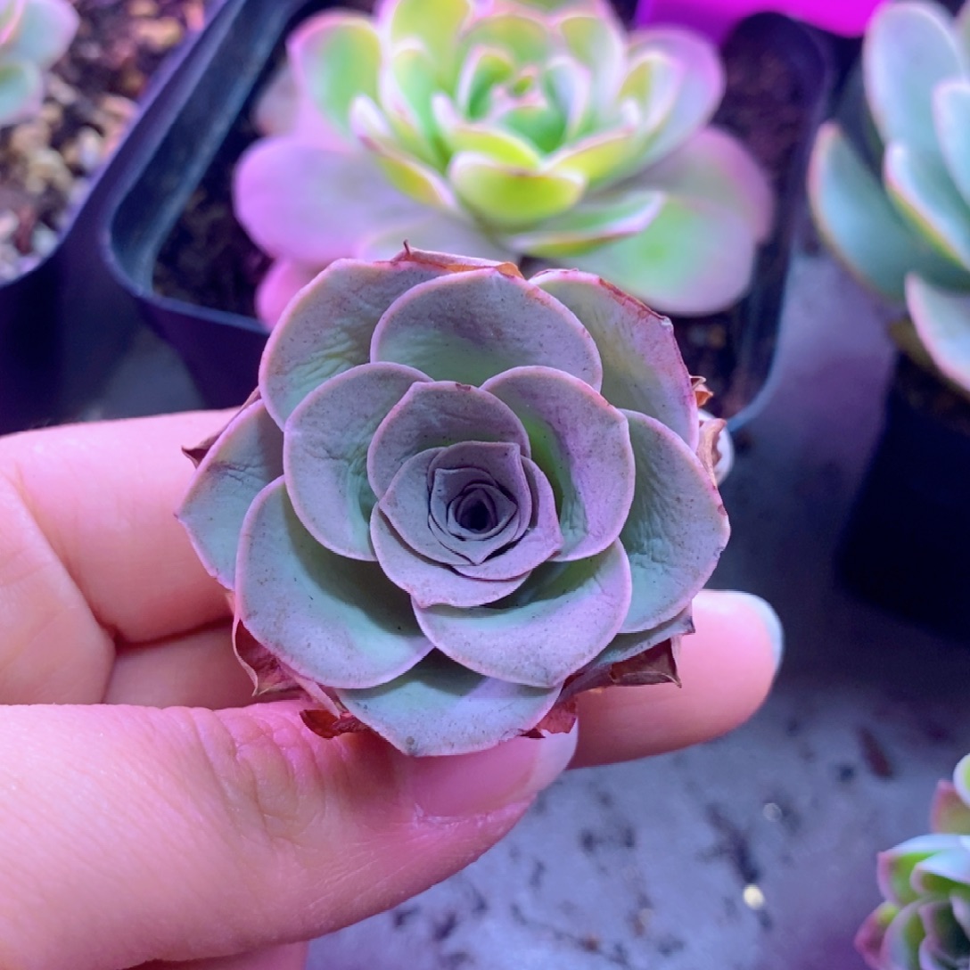 山地玫瑰一物一拍418绮梦晨光