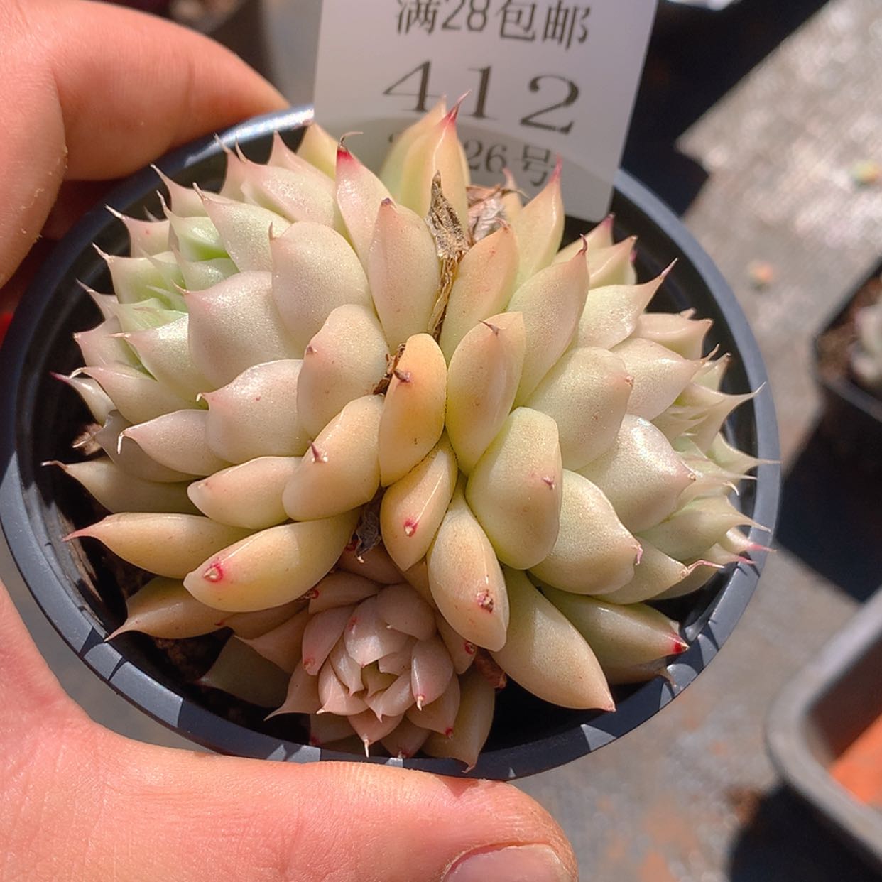 【闪购商品】云412