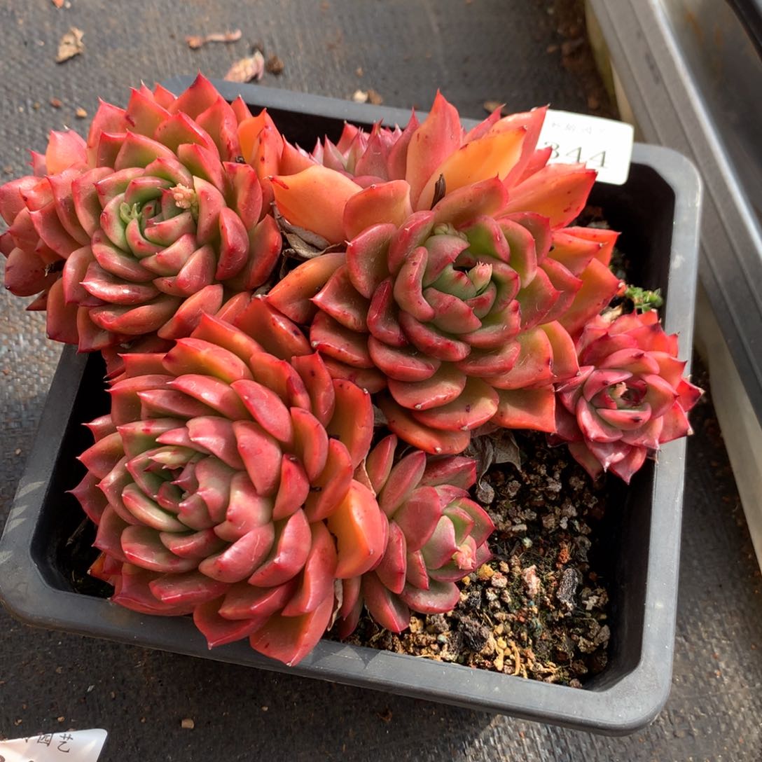 344新年快乐发发发