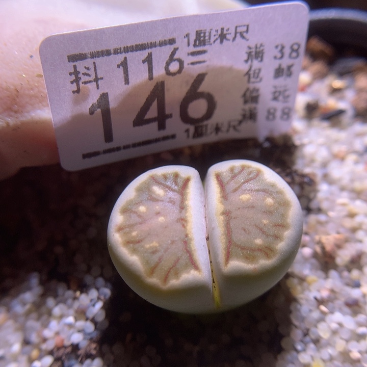 精品生石花116.146