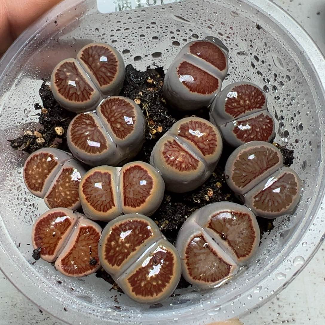 【闪购商品】 685。    