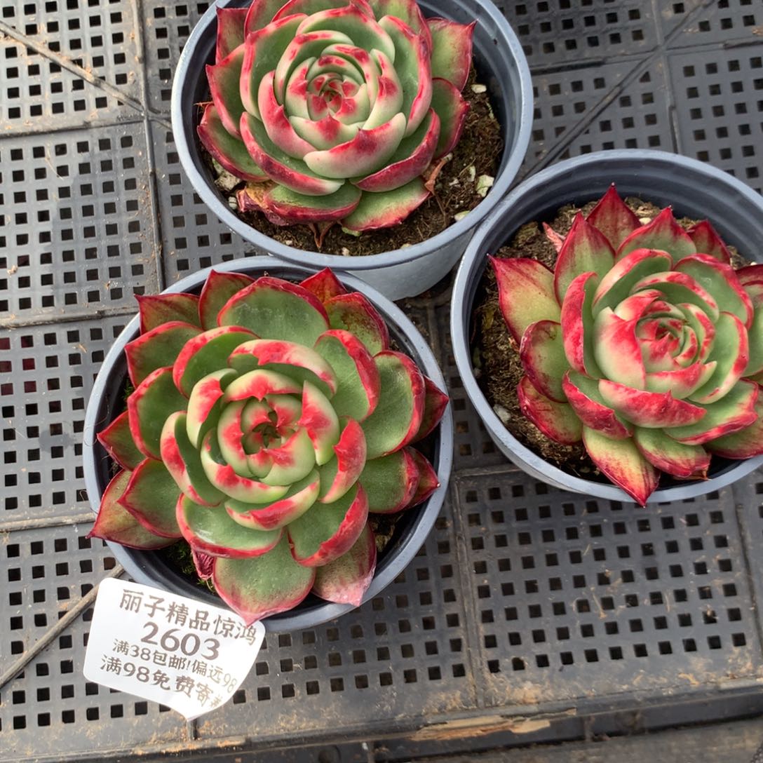 2603号多肉植物惊鸿