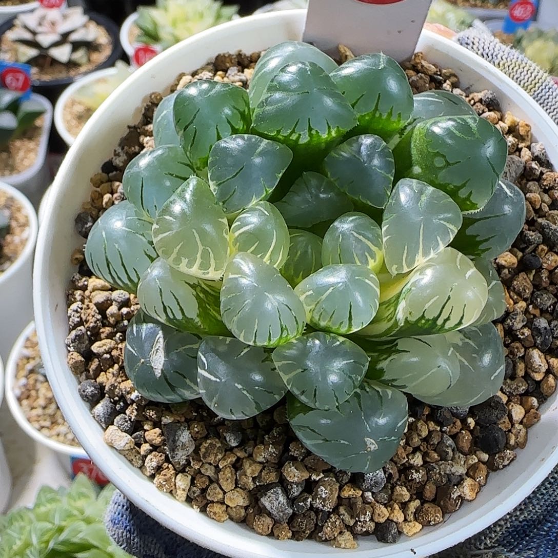 666号大窗非组冰灯玉露锦 6.8 厘米左右一物一拍带盆发货