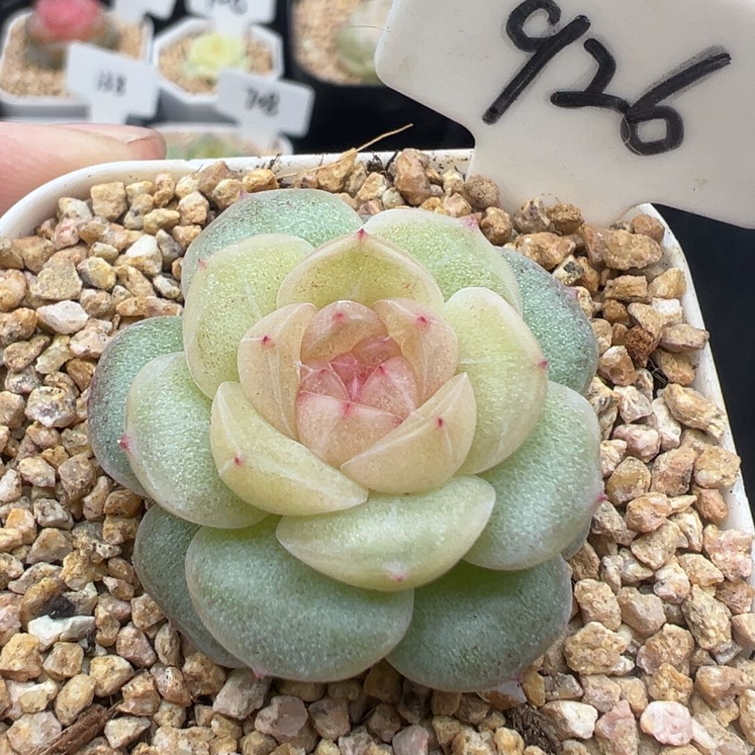 926号风花雪月系列仙音