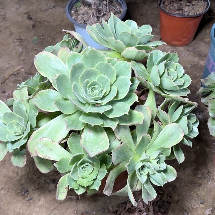 多肉植物玉龙观音锦7