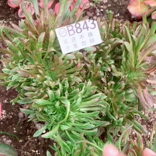 多肉植物843缀多肉