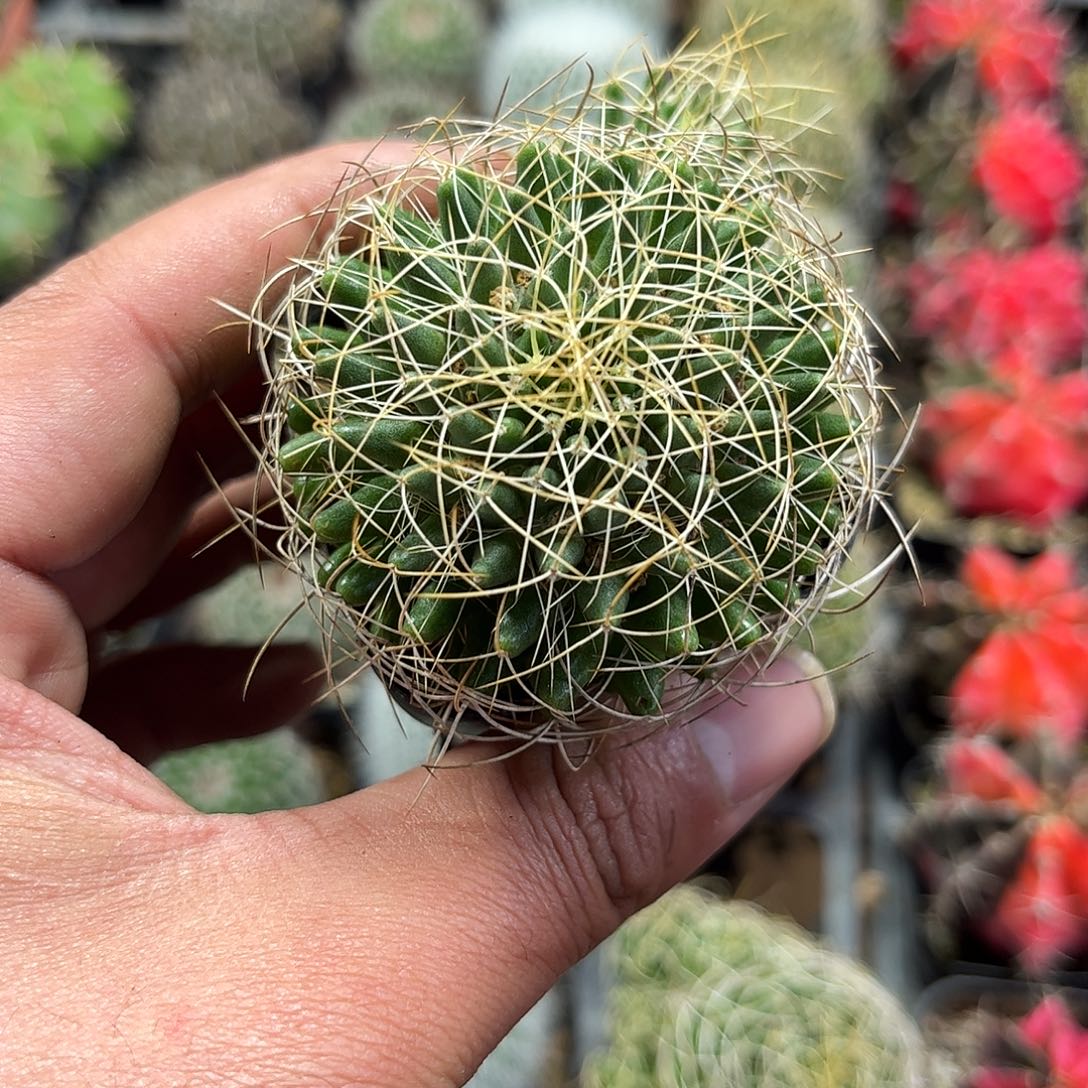 琴丝单头发货单头发