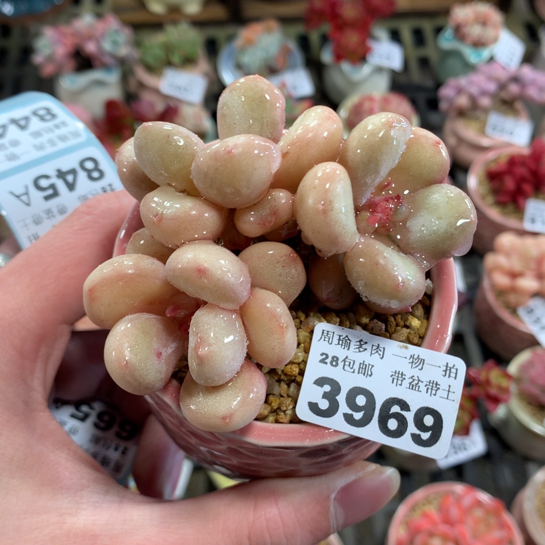 5厘米盆精控多肉3969