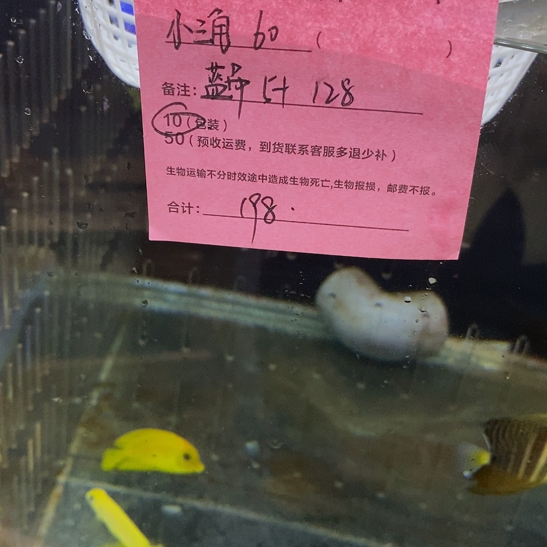 海水鱼小三角➕蓝吊5➕包装10