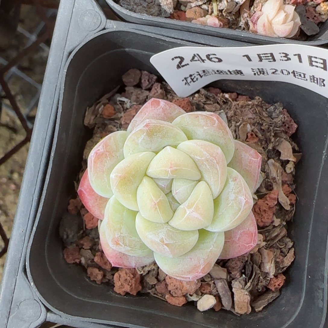 花语逸镜0131-246