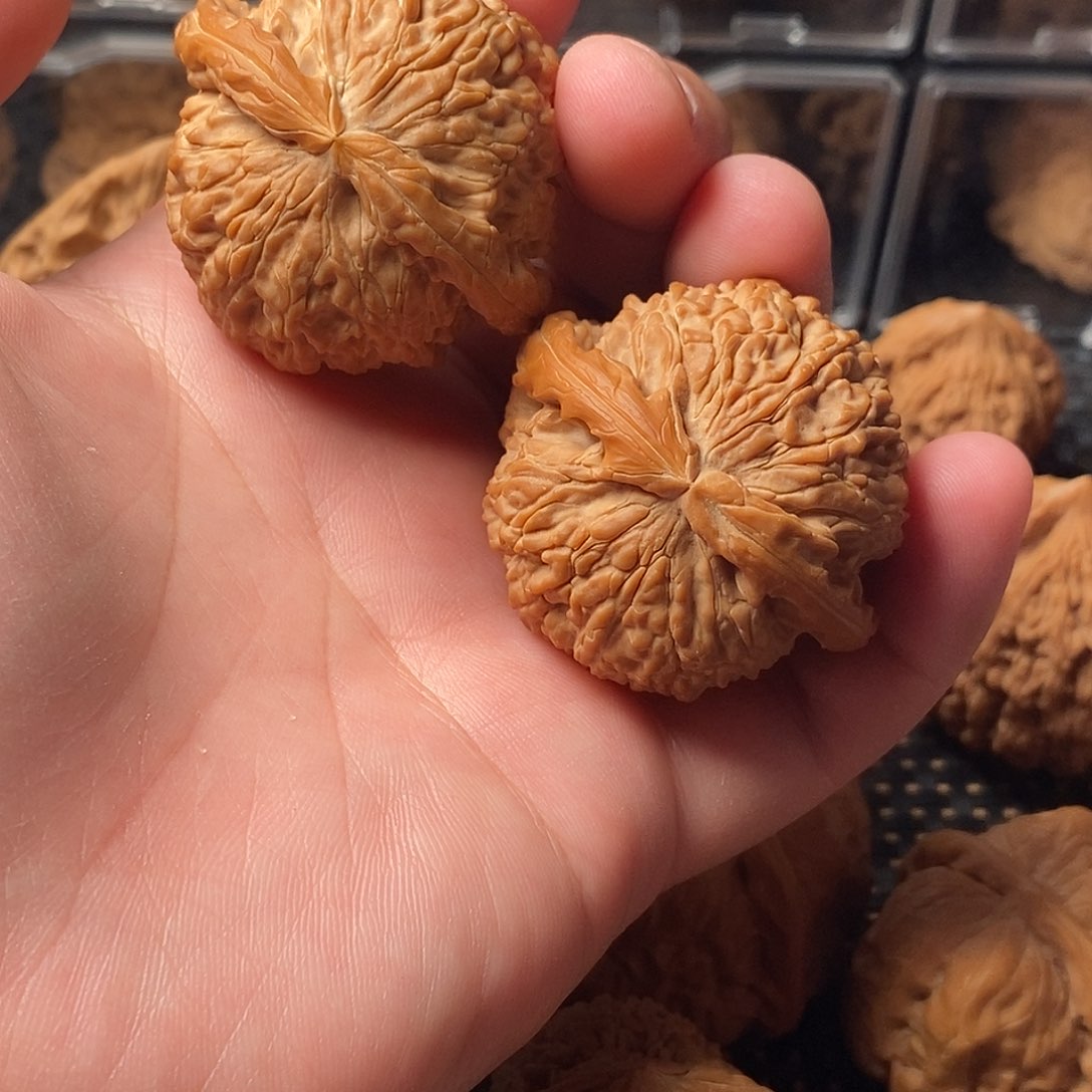 核桃手串/手链白狮子尺寸44