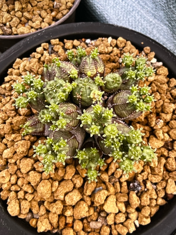 精品仙人球一物一拍