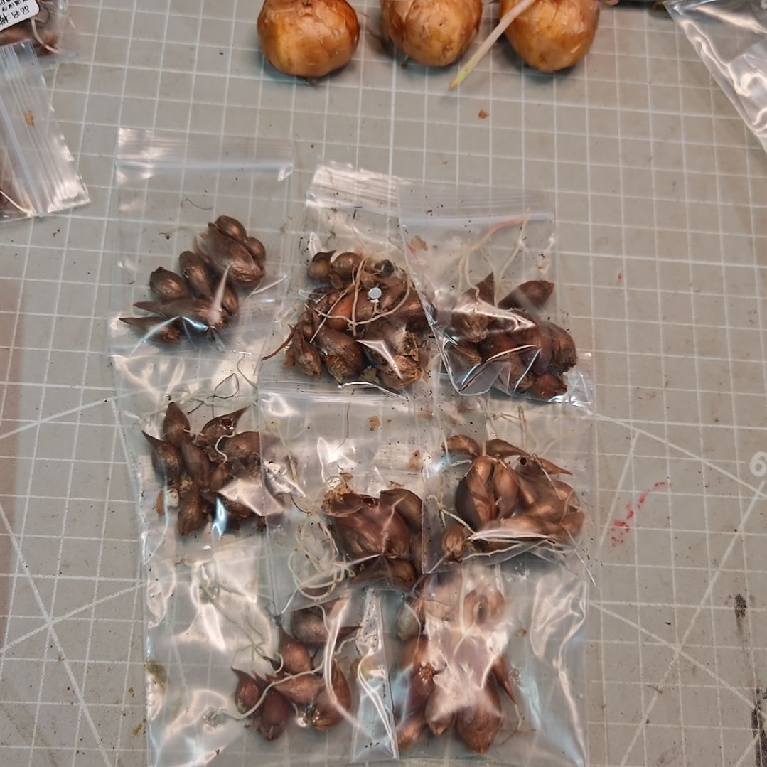 晶***酢浆草早花盲盒一份