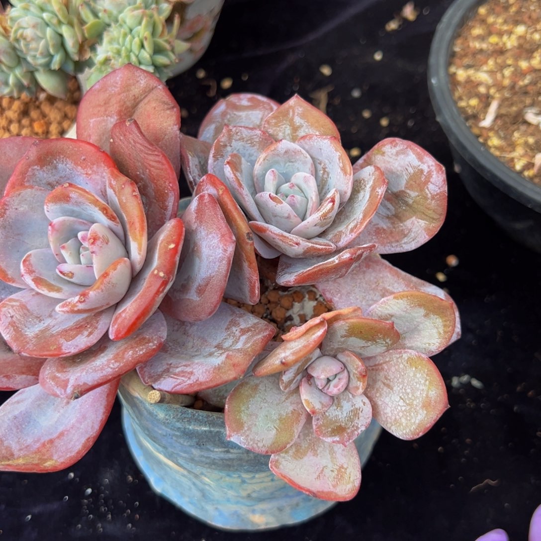 新年快乐 新年快乐