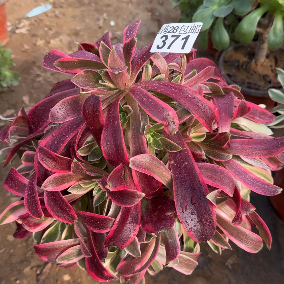 金丝多肉371满28包邮断枝不包