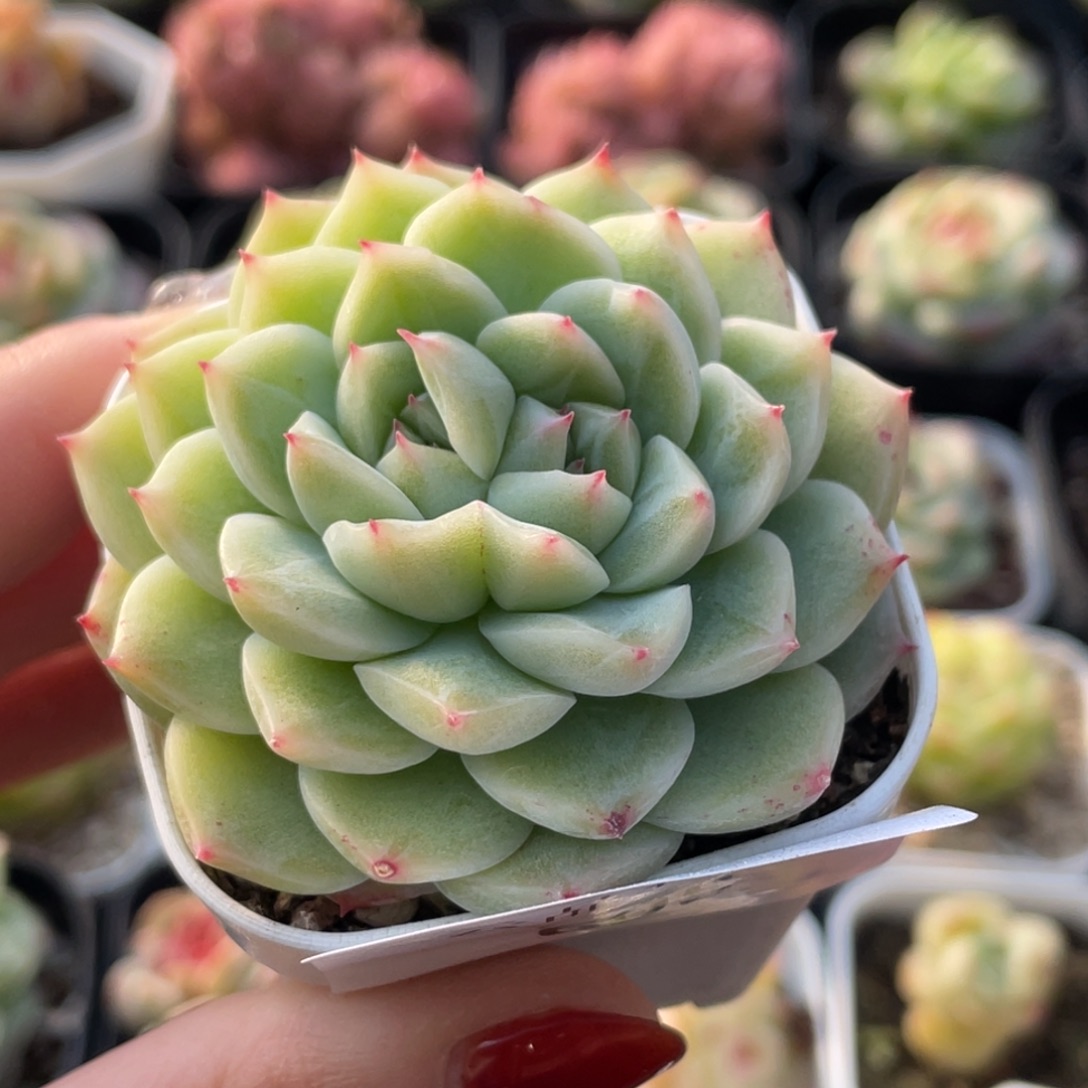 605号糖心冰心珍妮