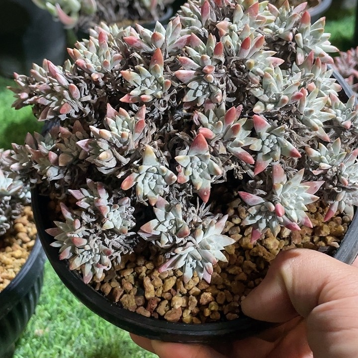 福利白菊福利粗桩