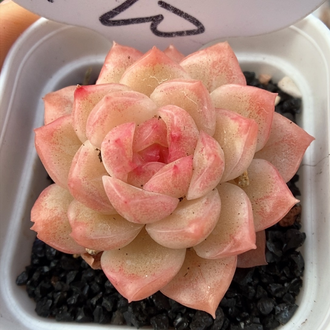 糖心珍妮可拍420号。