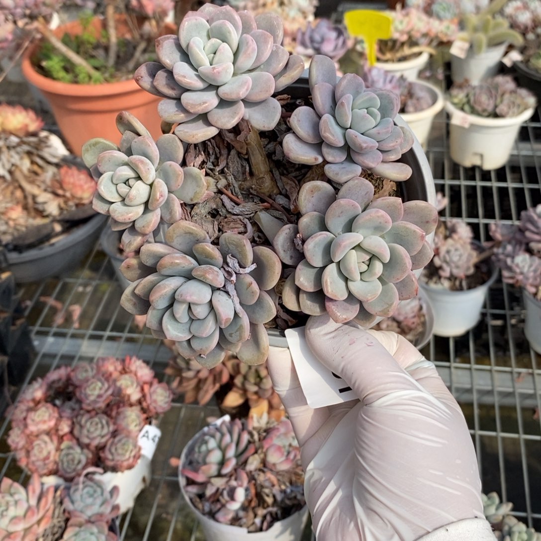 小***白691白鹭老桩一物一拍