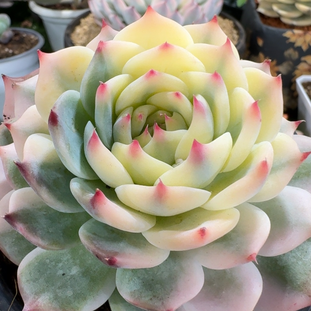 吉娃娃锦超白锦多肉植物的