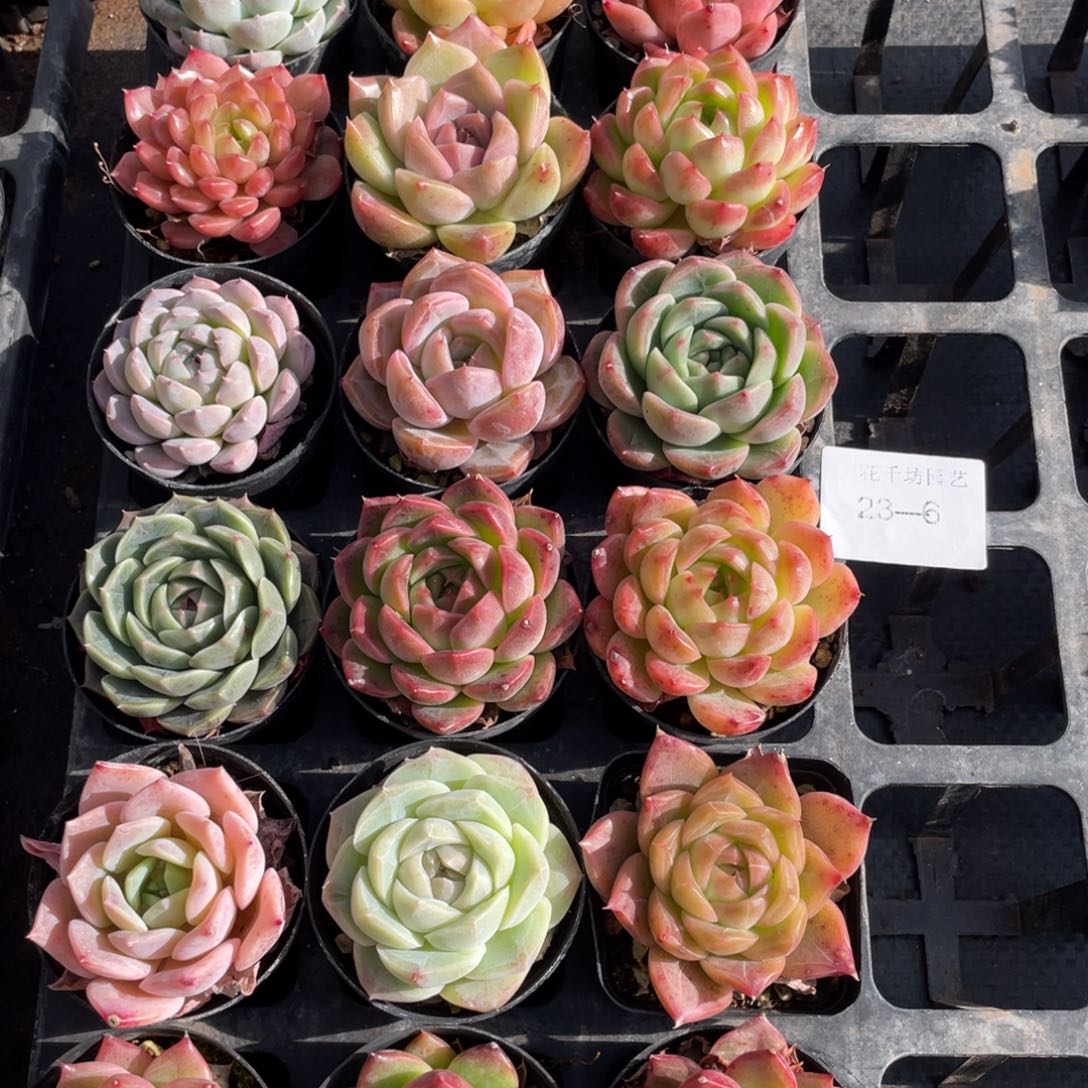 一物一拍18颗23-6