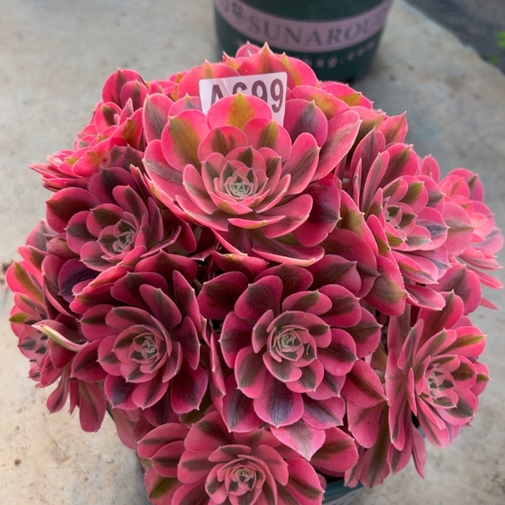 699女巫20厘米左右